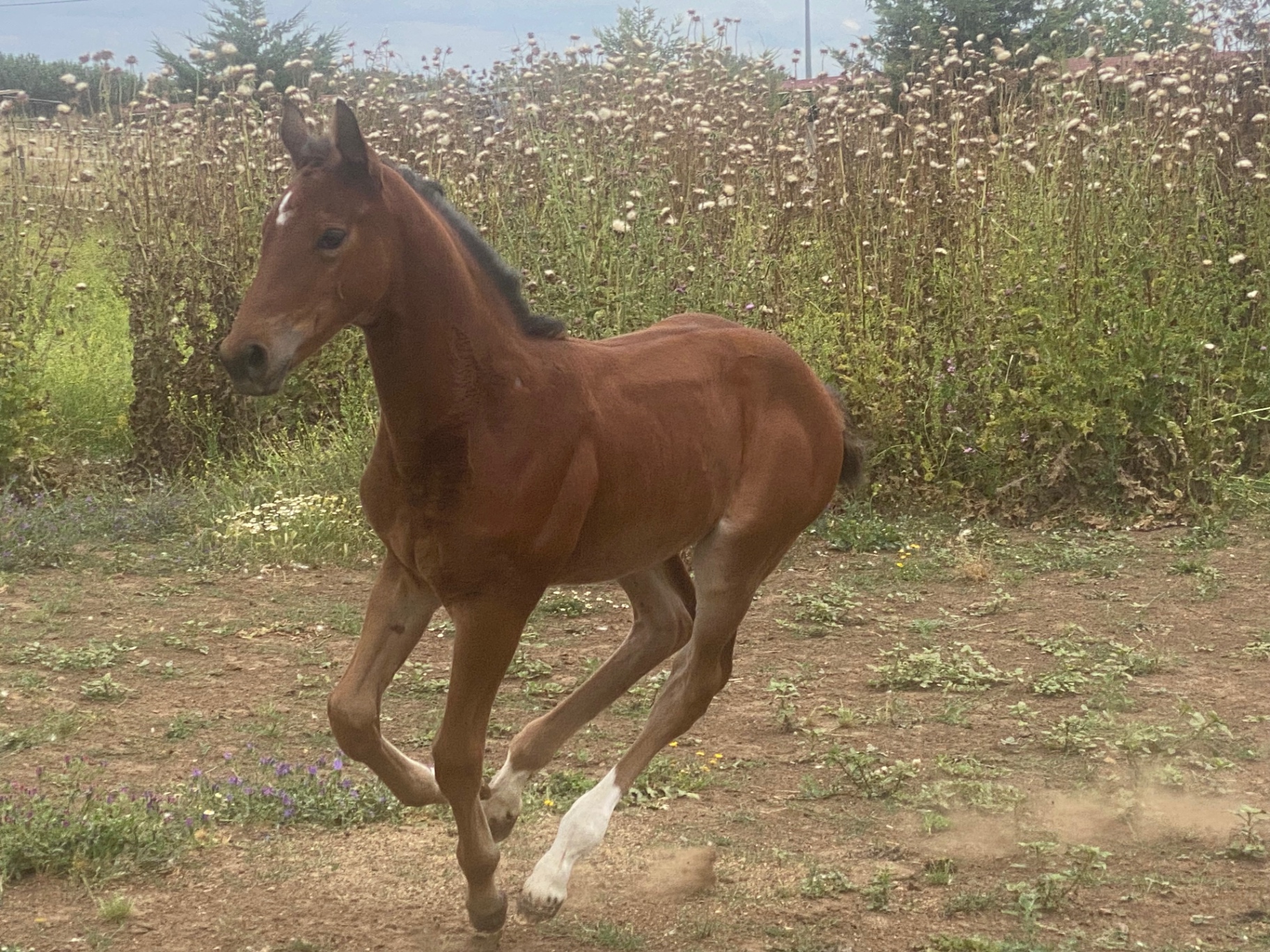 In movimento al pascolo