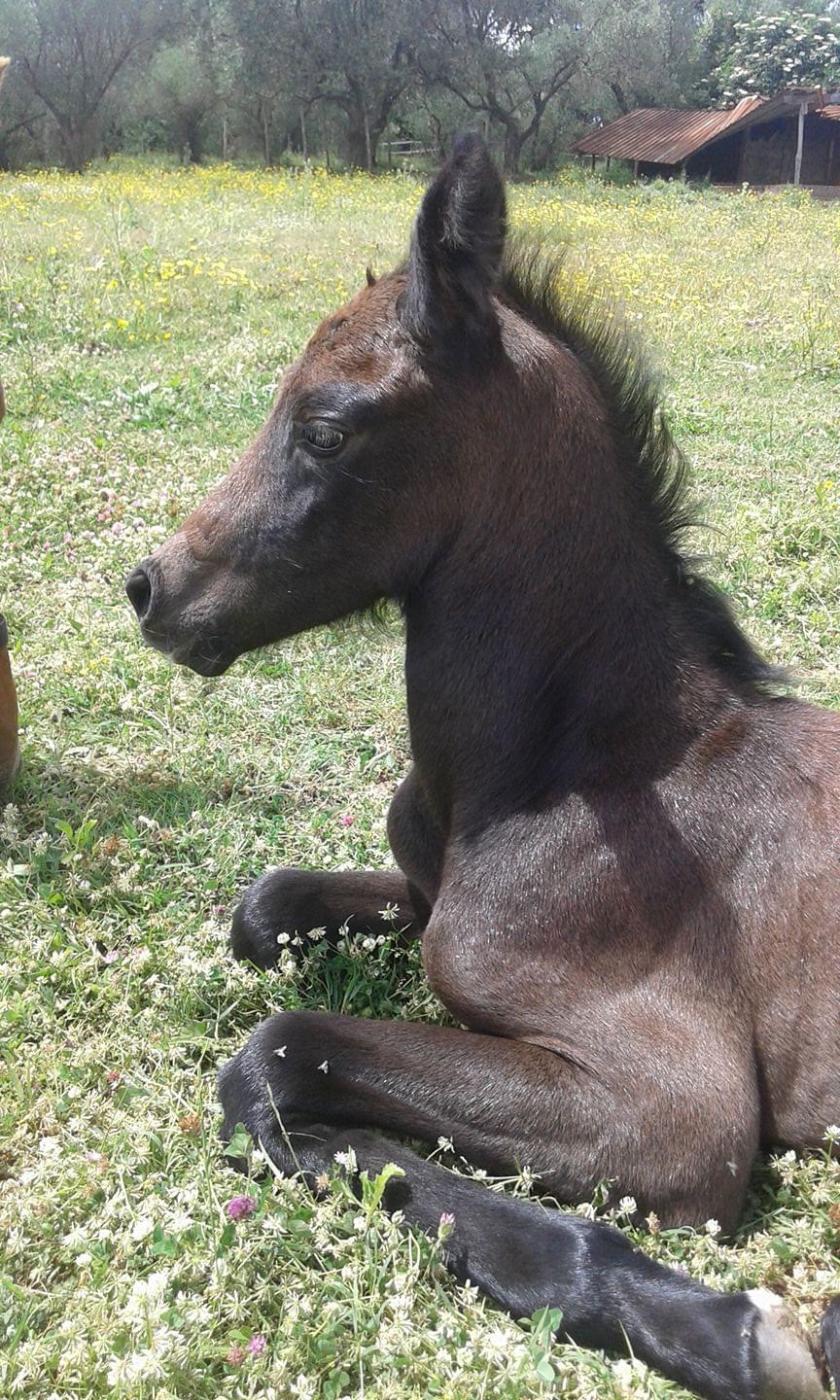 Da puledra